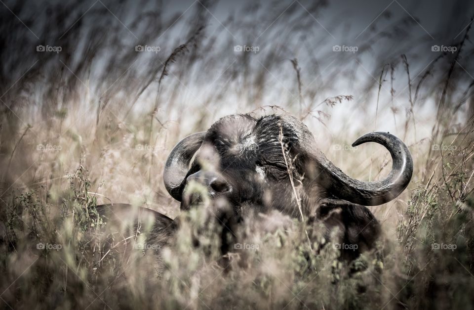 A buffalo peeking through the grass