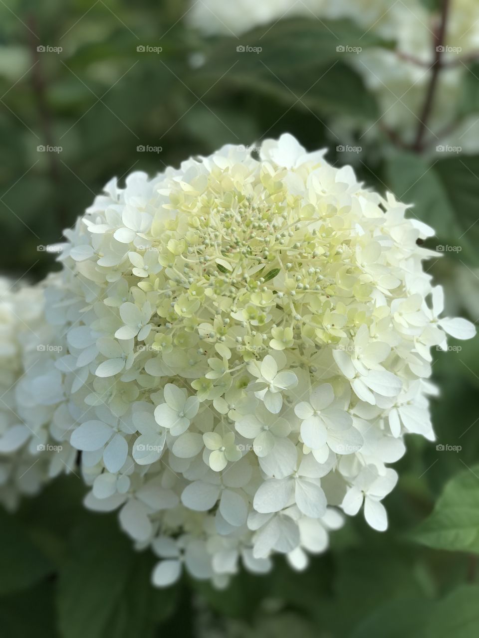 Hydrangea 