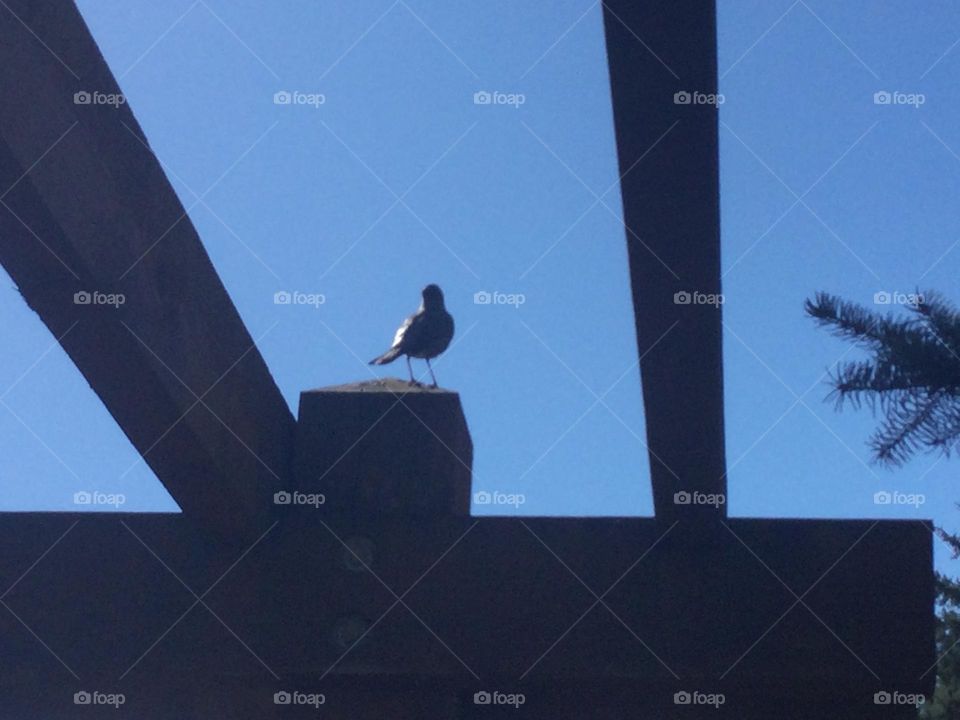 A Robin on the Gazebo 