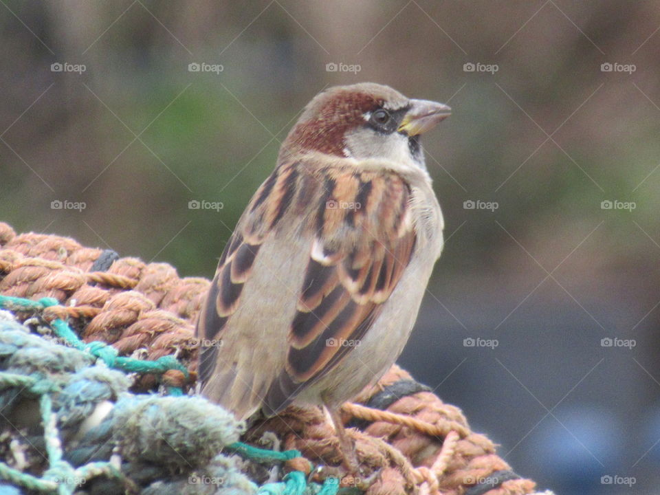 Sparrow sat on lobster nets