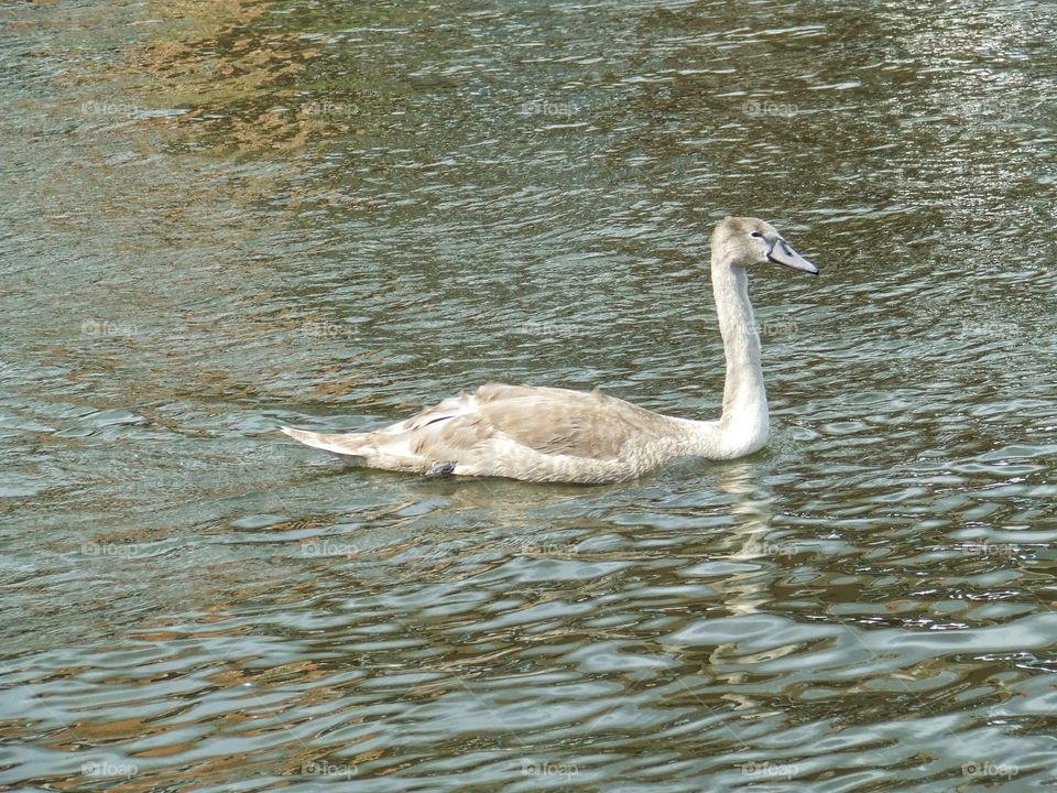 Young swan