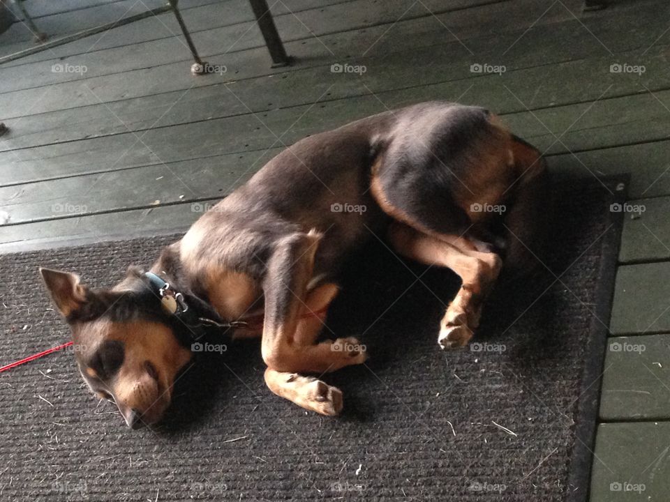 Cute dog curled up for an afternoon nap on a carpet on the patio.