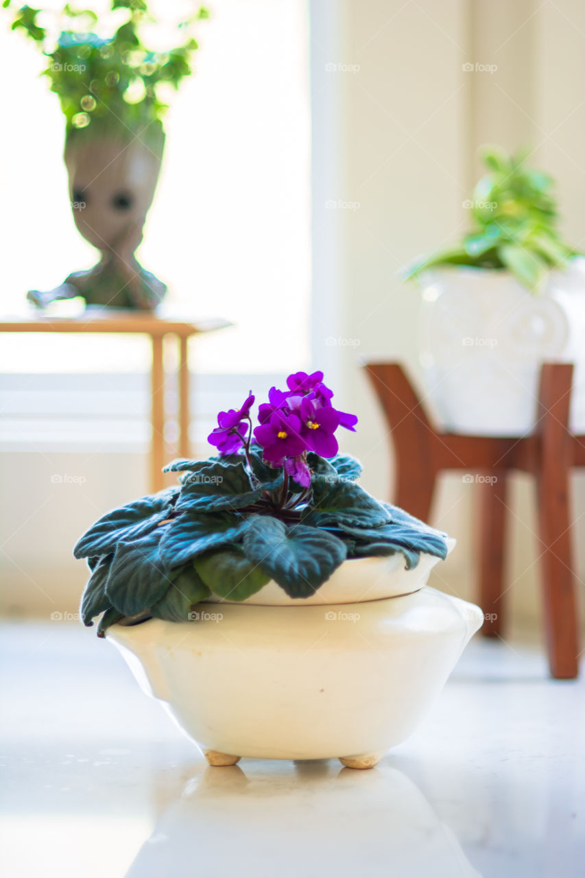 Purple African Violet in White Pot