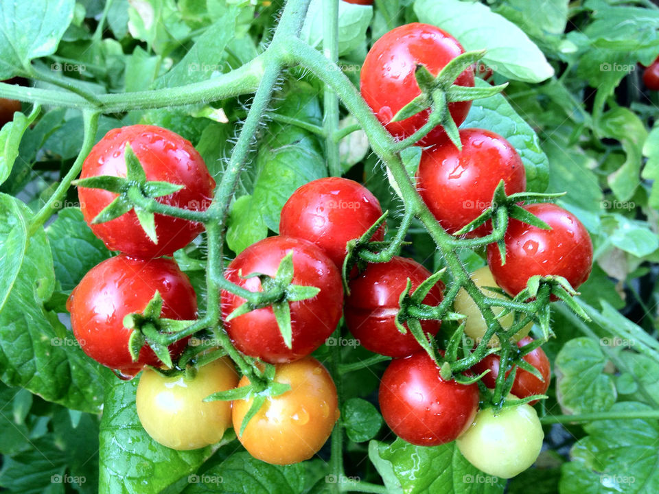 food tomato tomatoes natural by ic.stancu