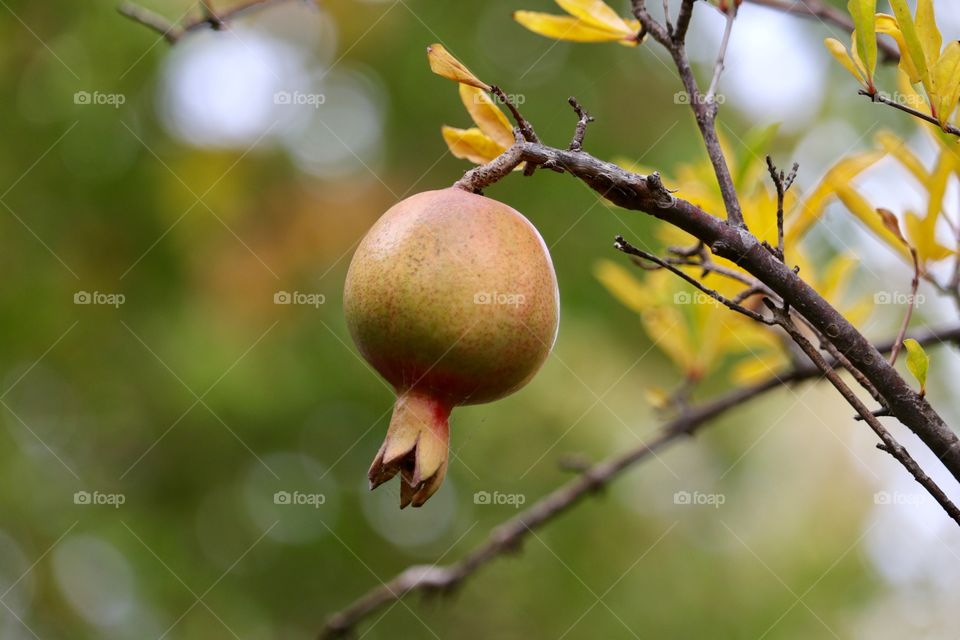 Single organic Pomegranate fruit organic growing on tree branch, selective focus Bokeh blurred nature background, healthy harvested for its juice and edible seeds, nutritious and packed with vitamins and antioxidants 