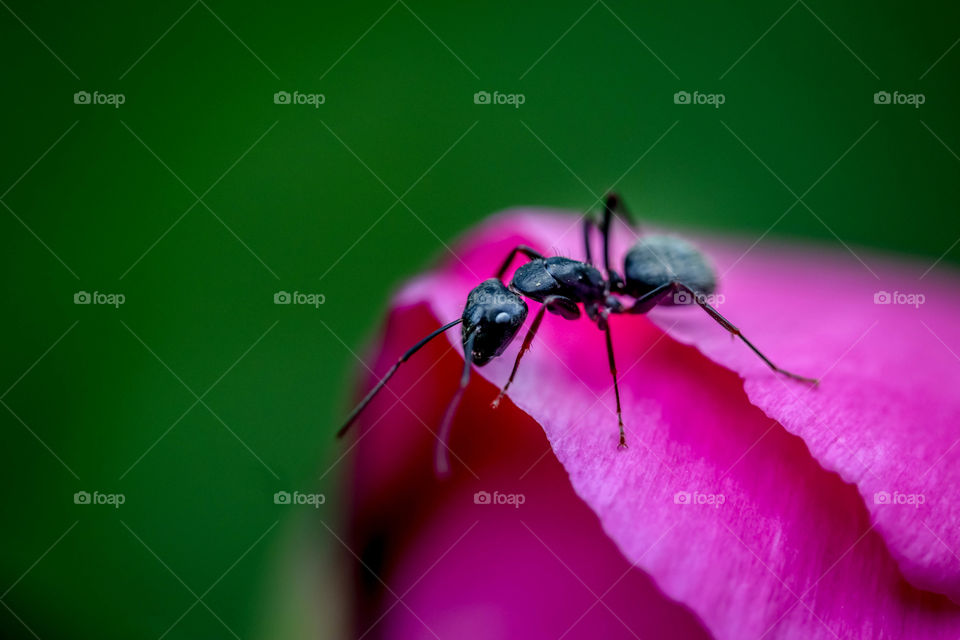 Ant on a pink flower