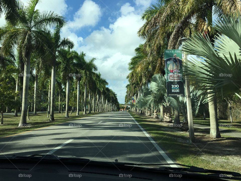 Palm, Tree, Road, No Person, Travel