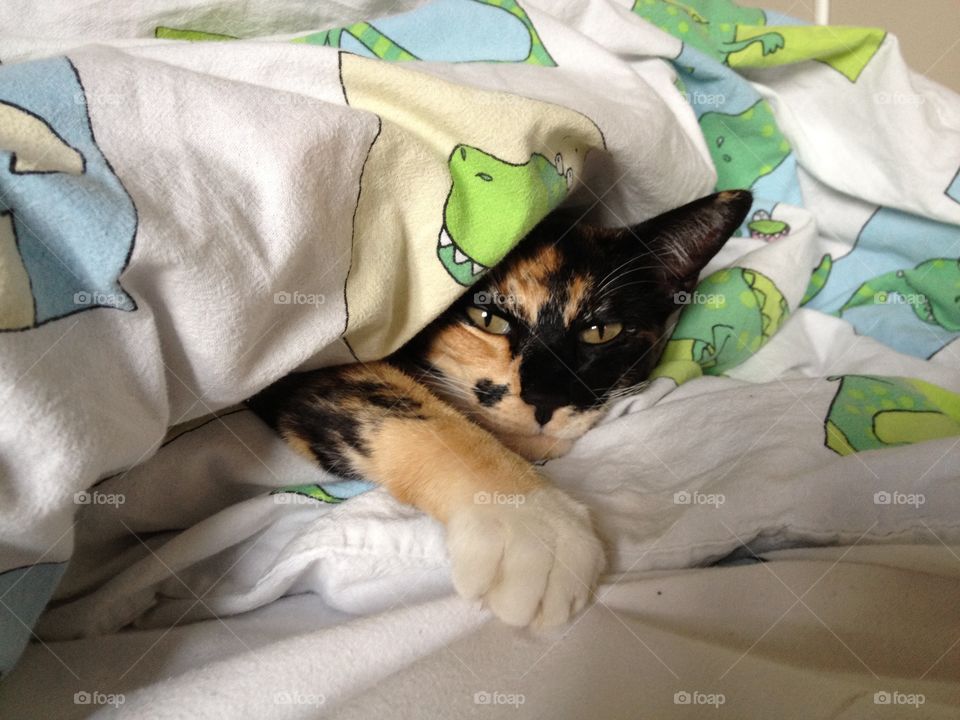 Cat in bed