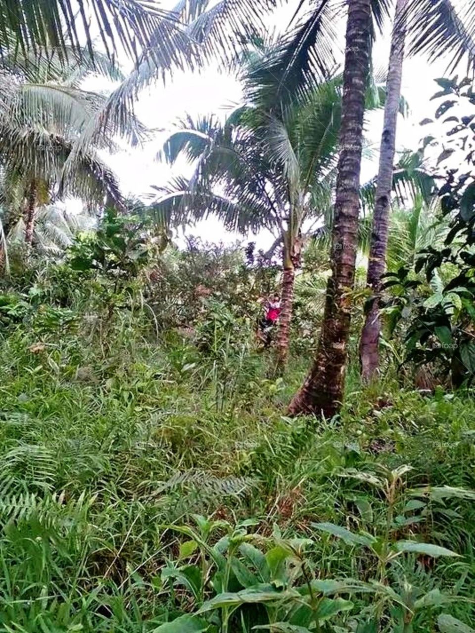 A most beautiful and attractive view in the farm.