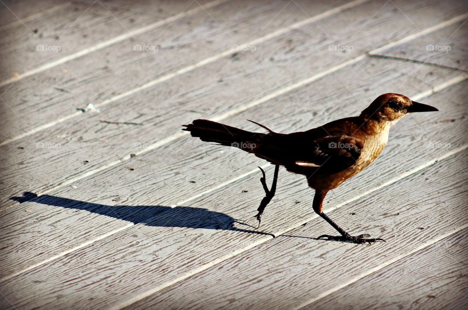 Bird walking