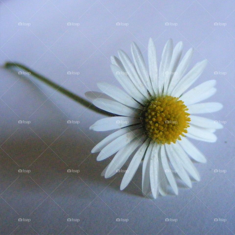 stem daisy