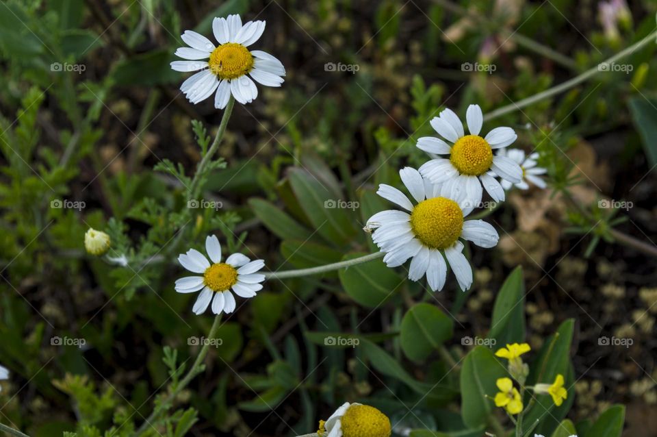 Daisies