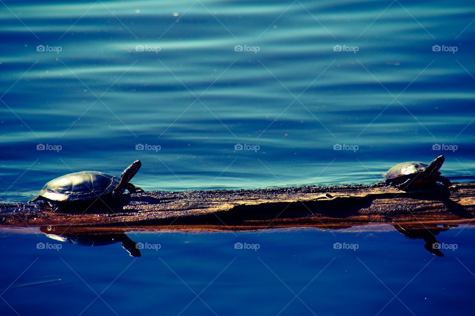 Turtles on the log