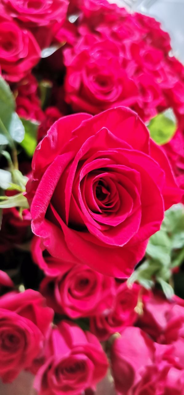 Red rose