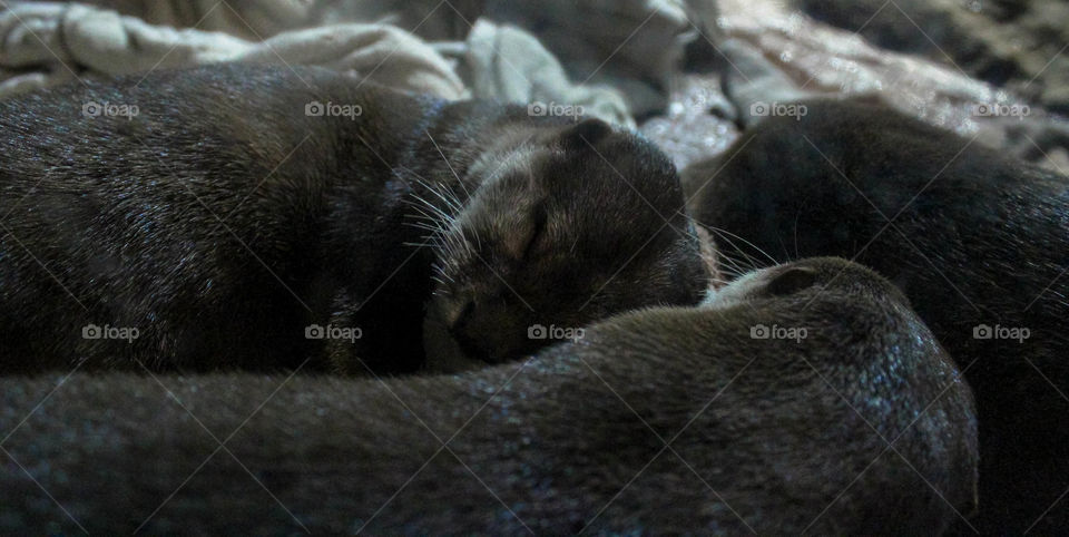 Adorable sleepy otters taking a nap together
