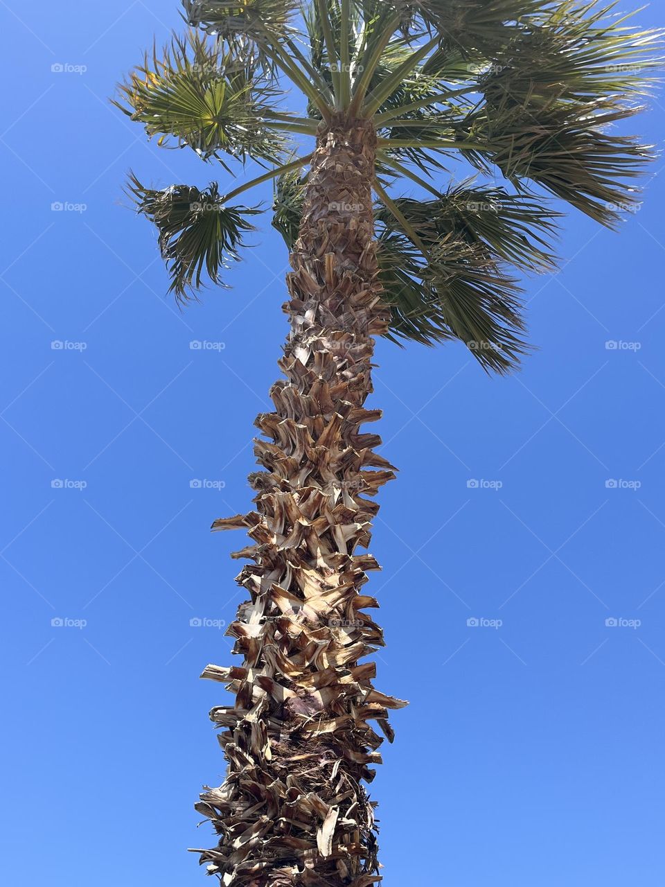 Palm tree 