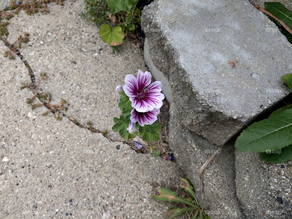 purple and white flower growing in crack in cement