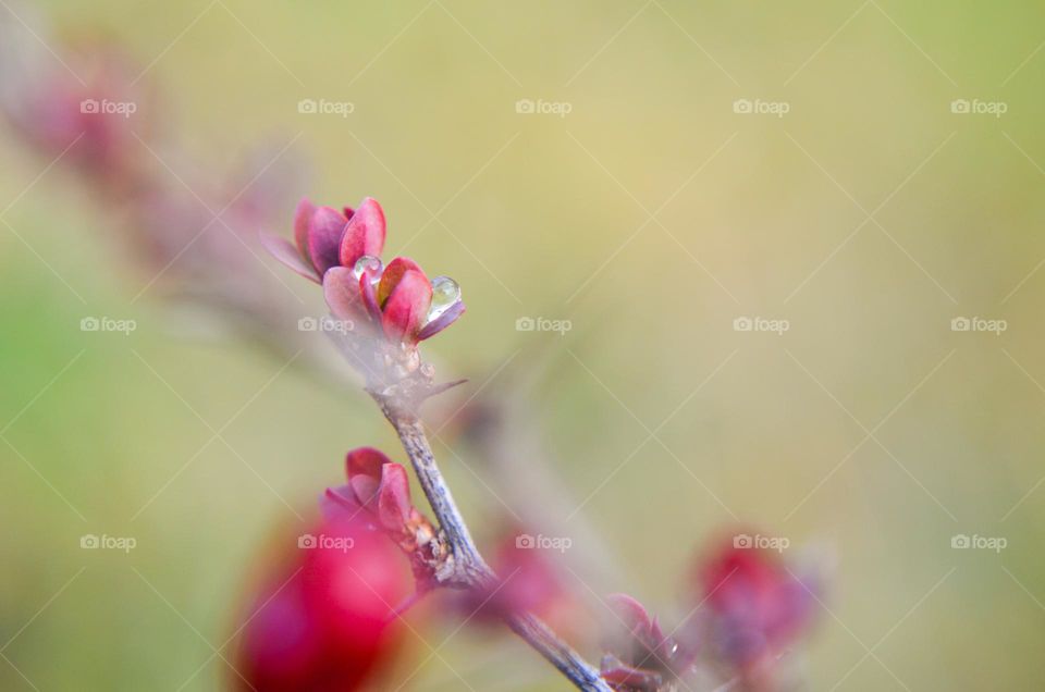 Beautiful nature in macro