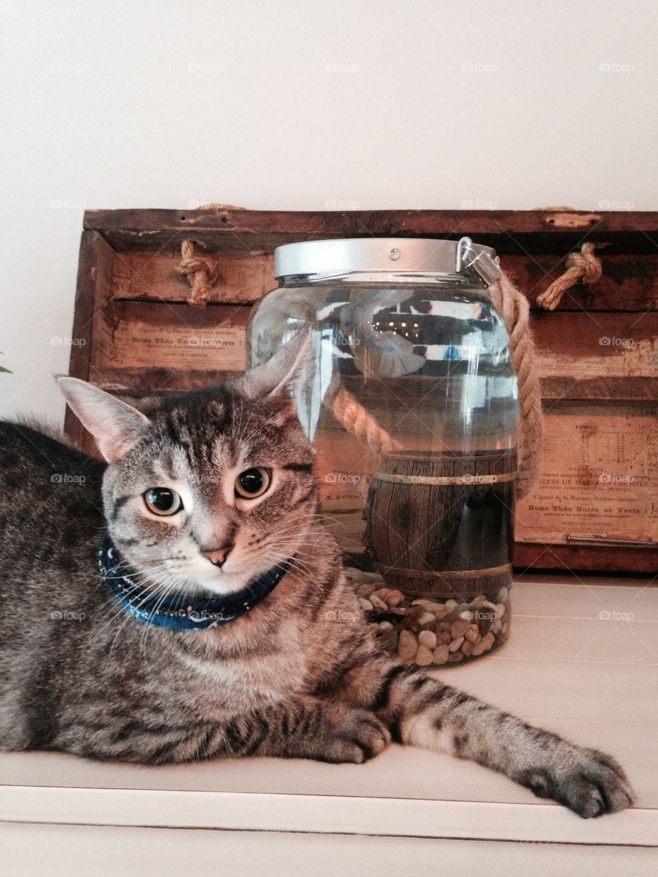 Cat and fishbowl