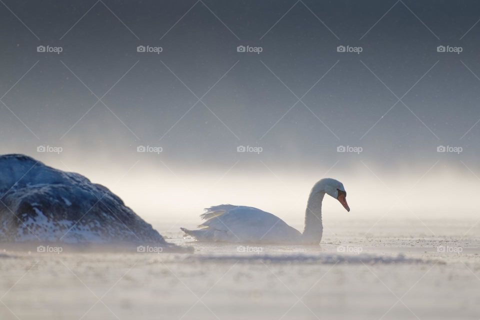 Mute swans swimming in the ice cold water with sea fog arising from the Baltic Sea.