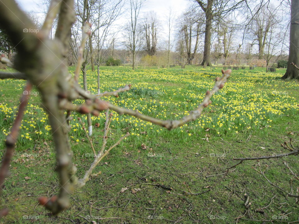 Tree, Landscape, Nature, No Person, Wood