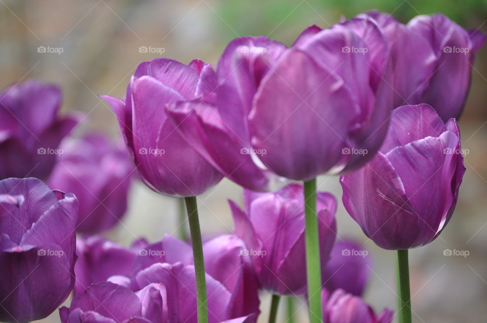 Some of the most beautiful purple Tulips I have ever seen