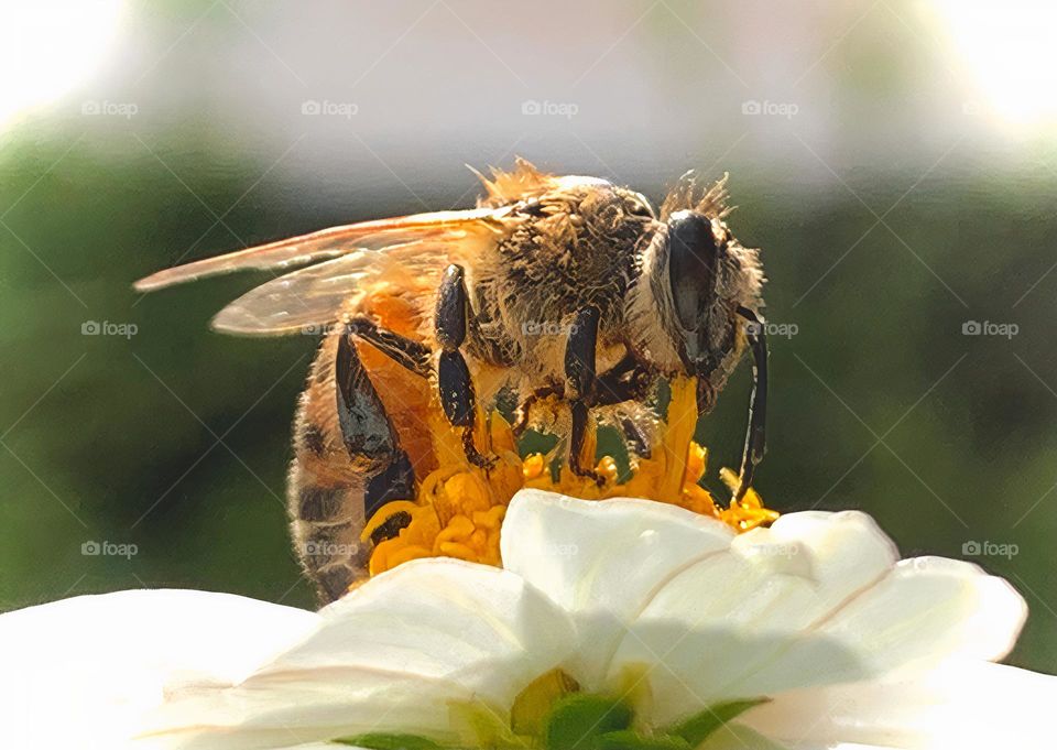 Close-Up Of Beautiful Fluffy And Friendly Bee Loving The Flower I Gave To It After Lovingly Rescued It From The Waters