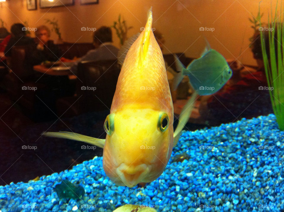 yellow water fish animal by pixelpedro
