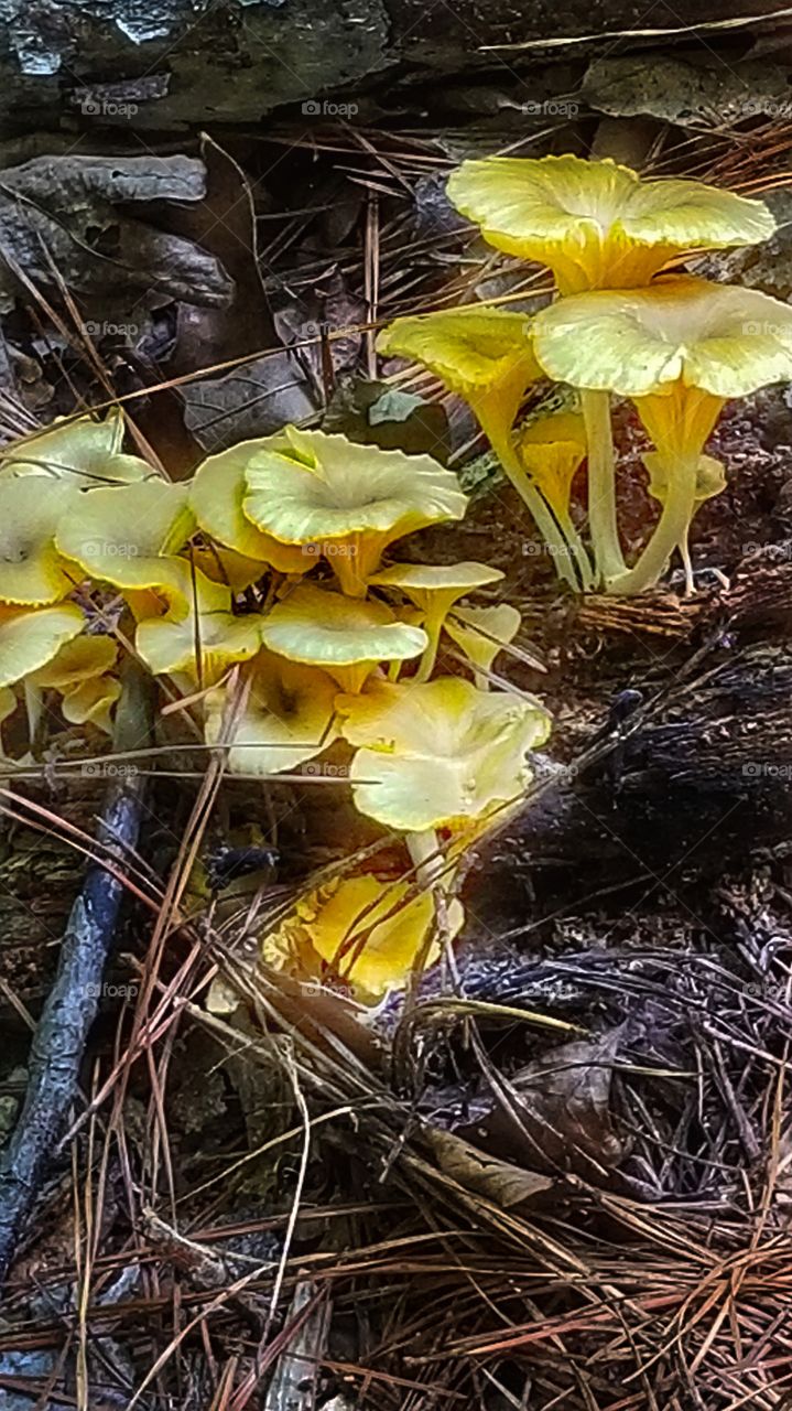 mushroom clusters
