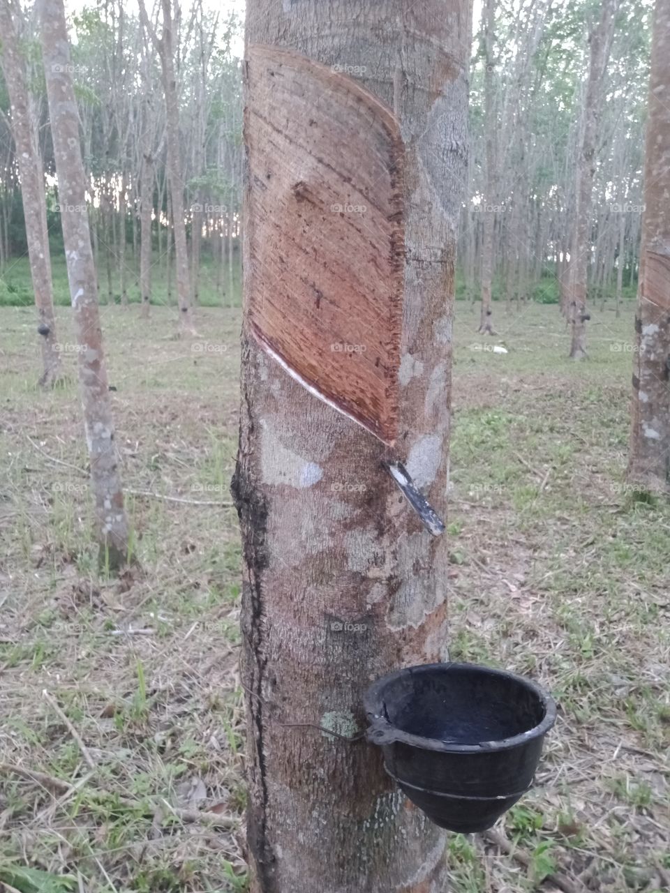In our village, the most job here is the Rubber tapping, this is the process by which latex is collected from a rubber tree. latex used to many kind such as glove, tire, condom and etc.