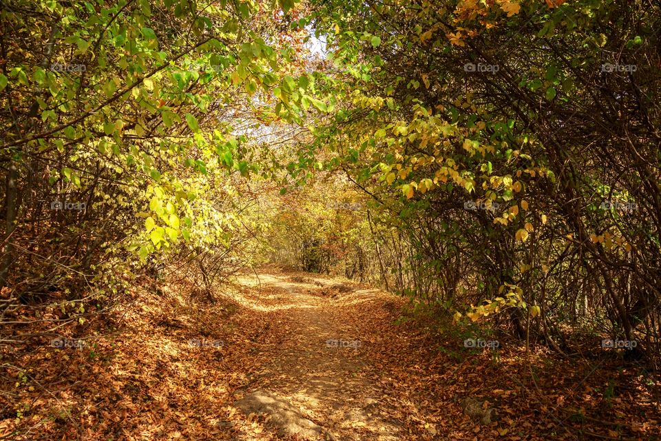 Beautiful autumn landscape of path in mountain