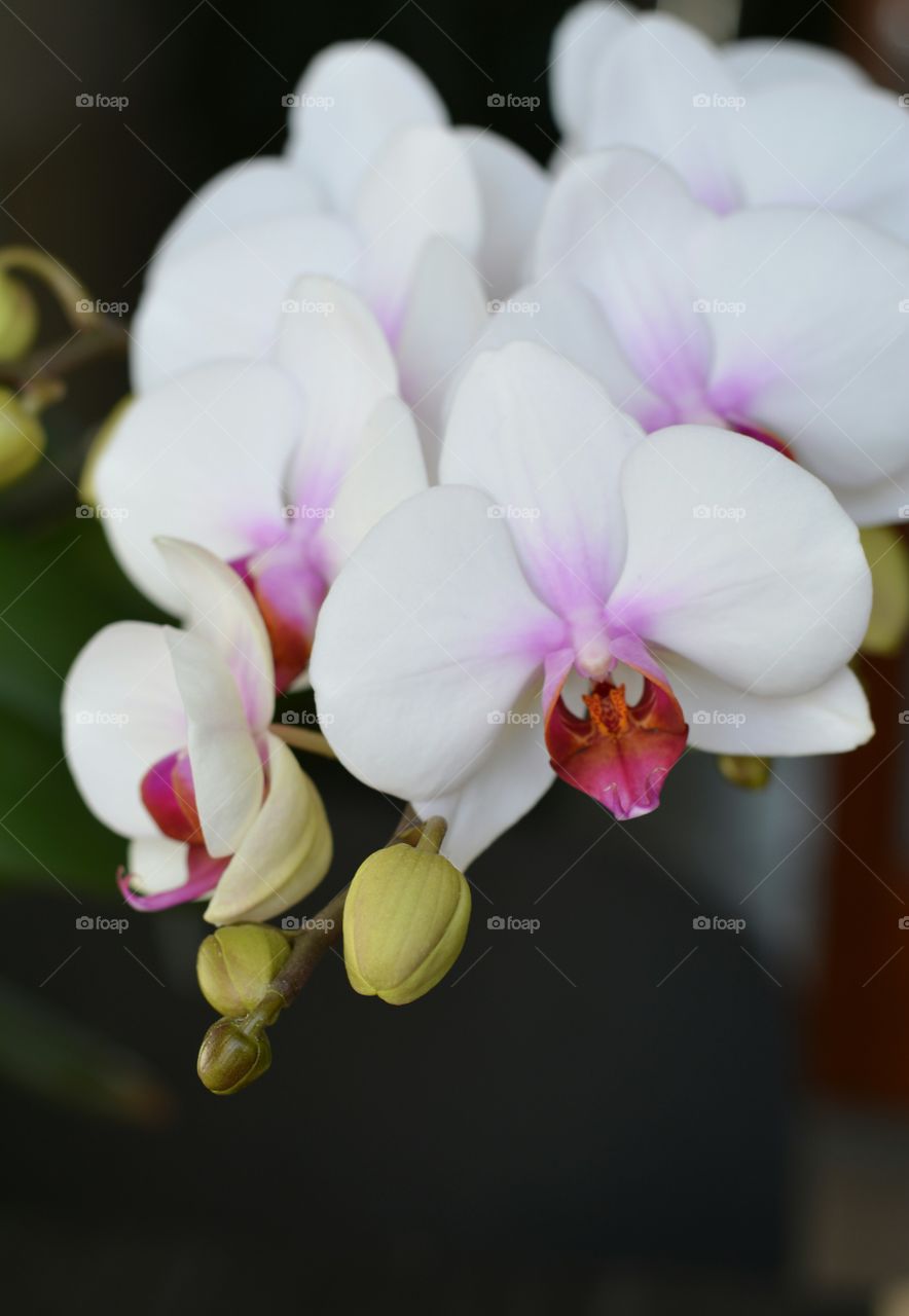 Flower, Nature, Flora, Orchids, Leaf