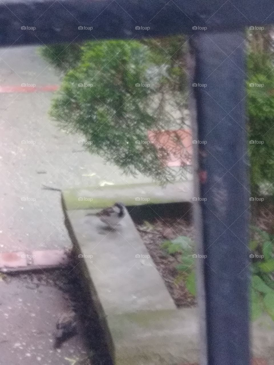 bird(sparrow) on sidewalk.Brooklyn new york.