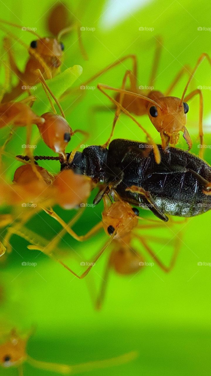 Ants with a black insect looking