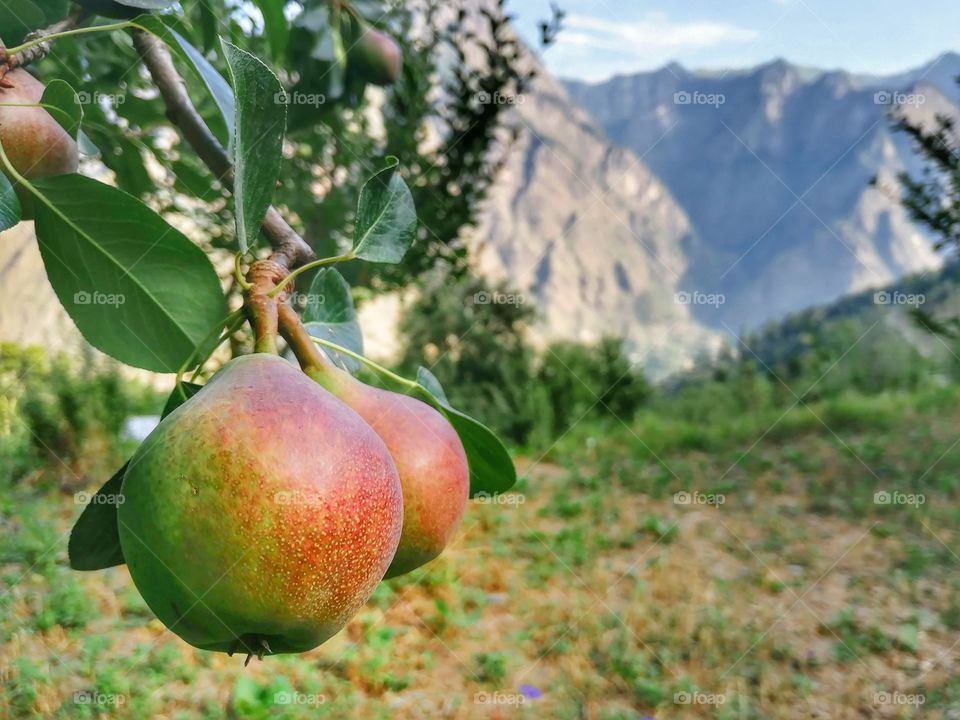 Pear Fruit hanging on branch and beautiful hilly background.