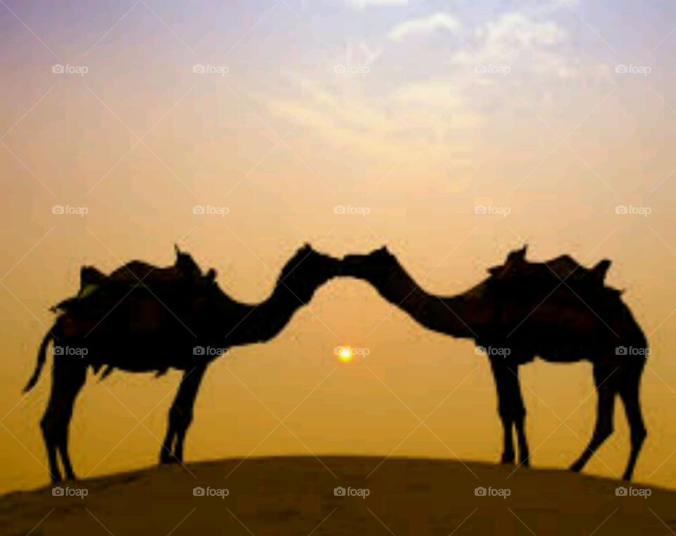 love in desert