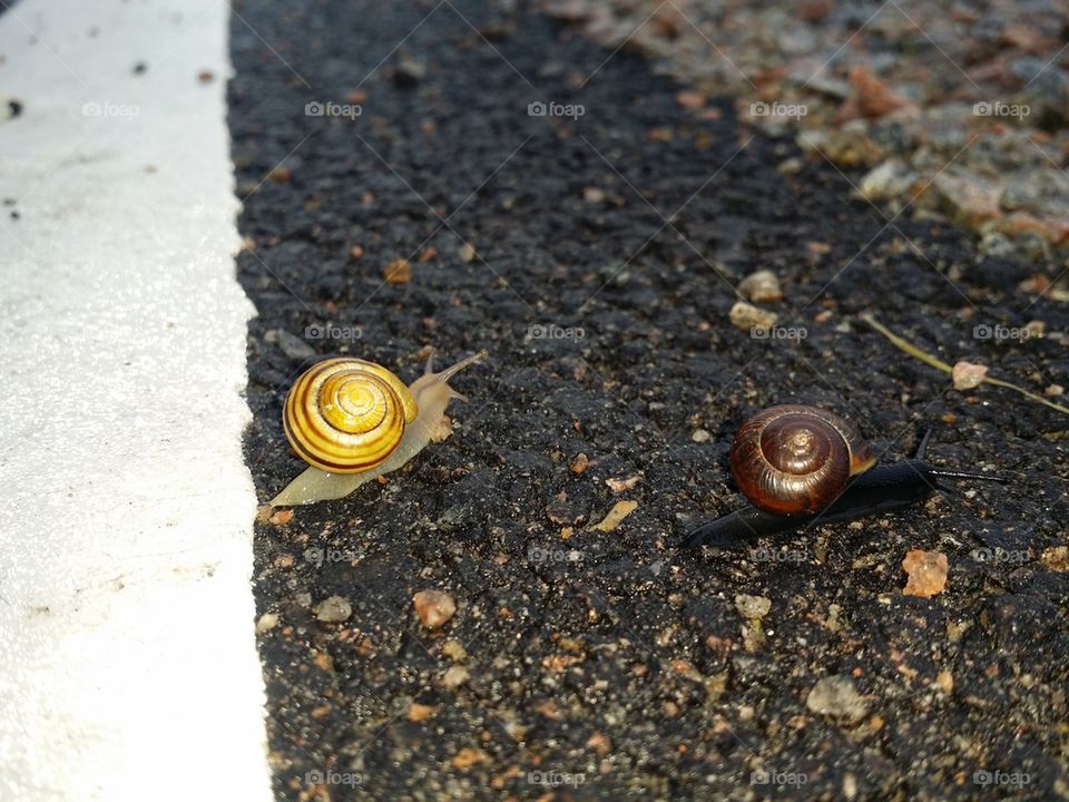 Snails on the road - No need to rush