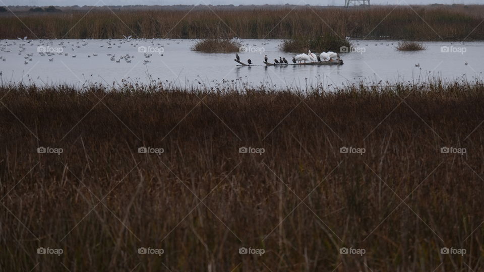 Shorebirds on water