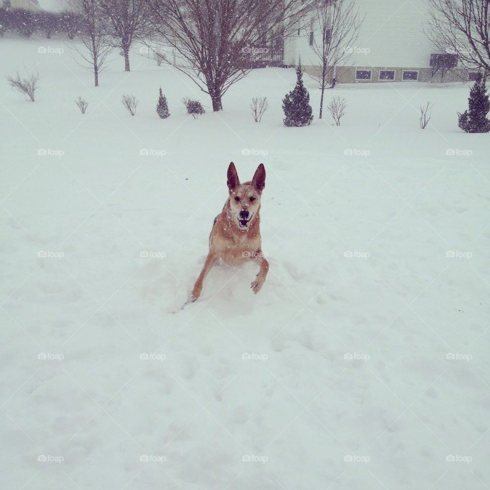 Snow dog