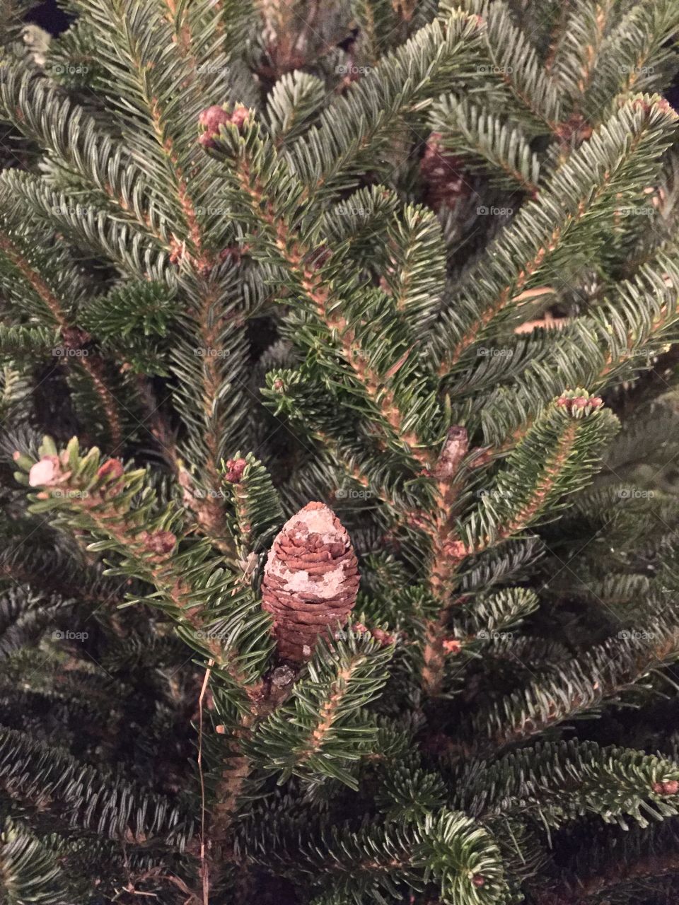 Pine Cone on Christmas Tree
