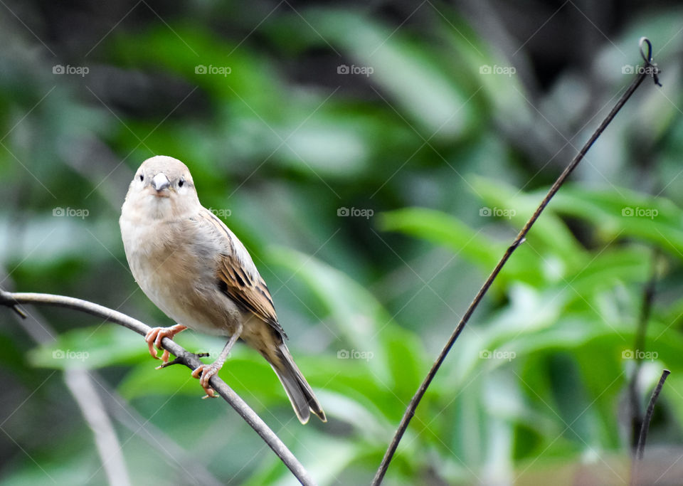 tiny little bird sitting on a branch