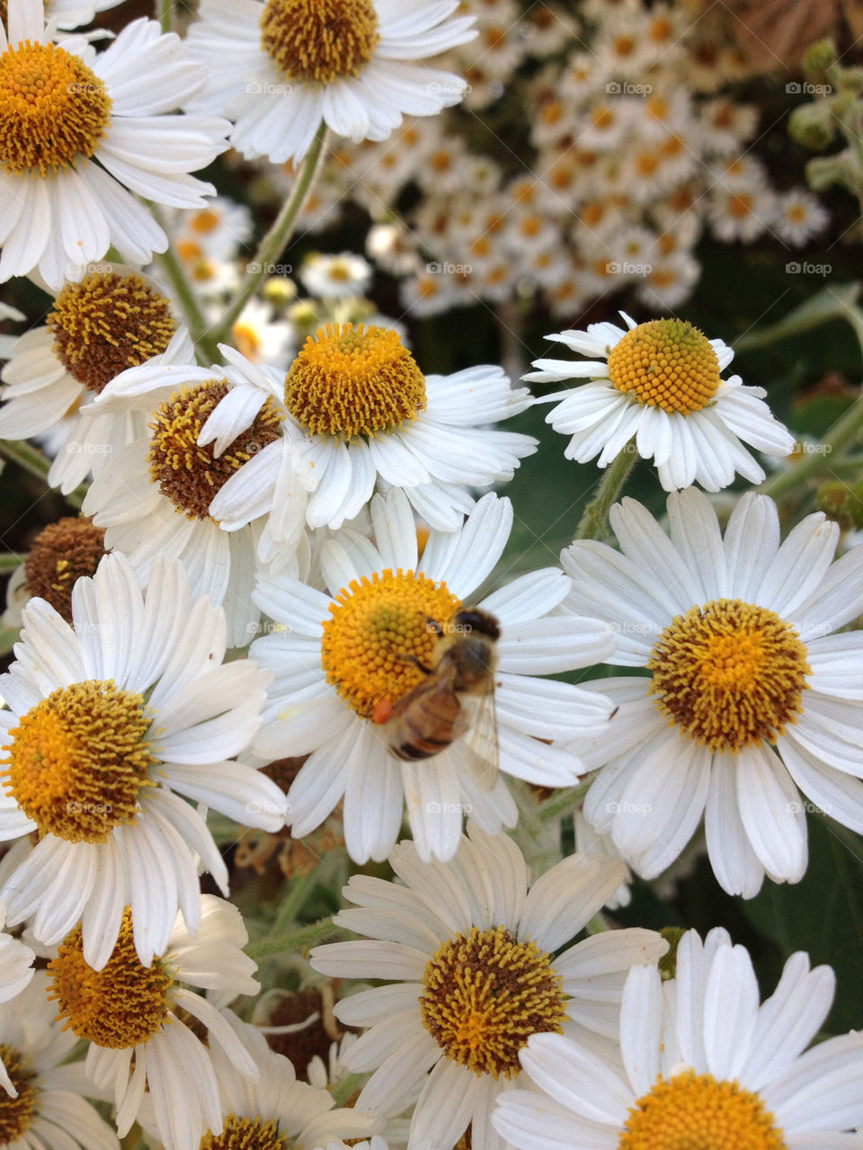 spring flowers nature close by analia