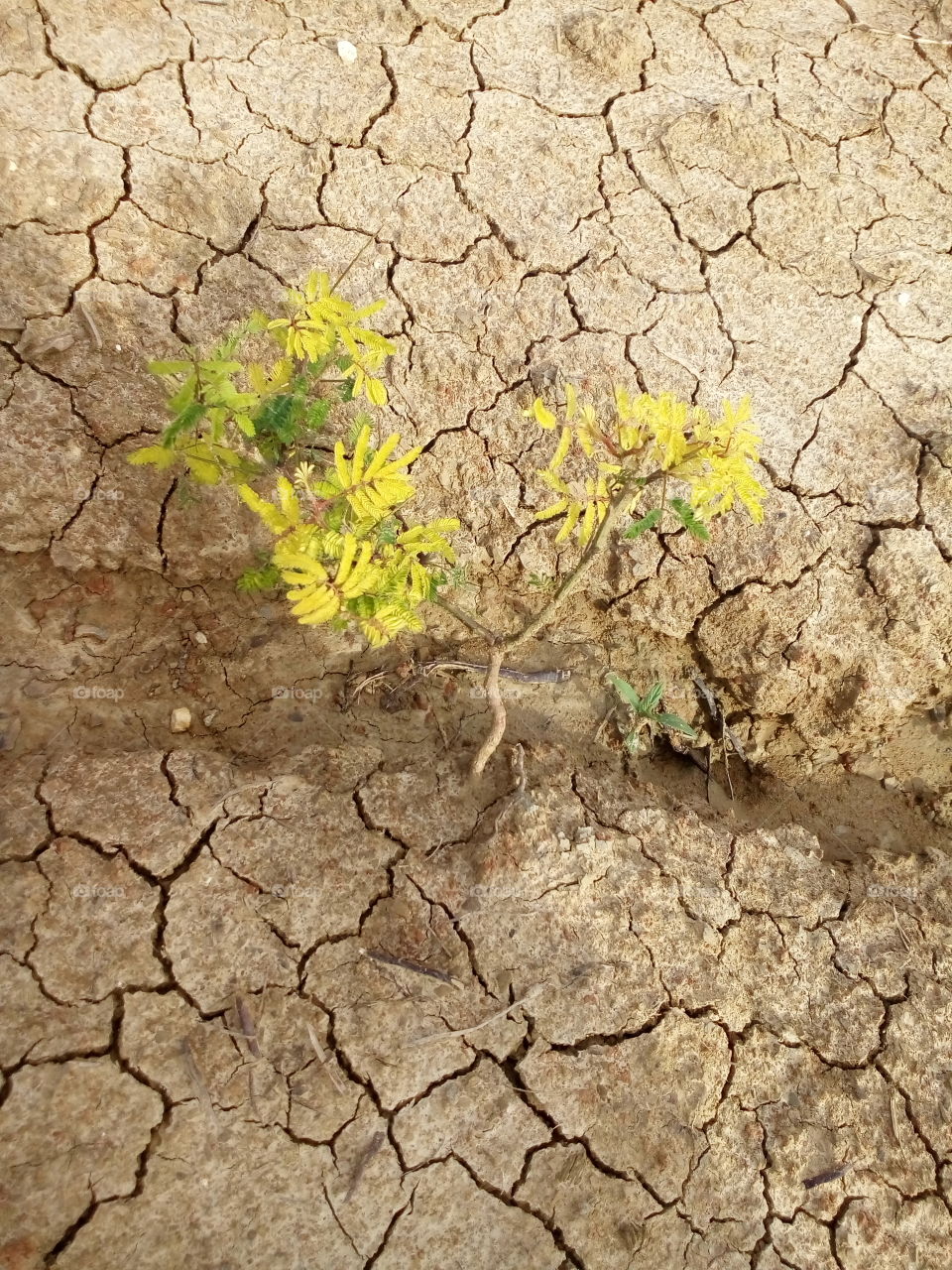 Drought, Arid, Dry, Desert, Soil