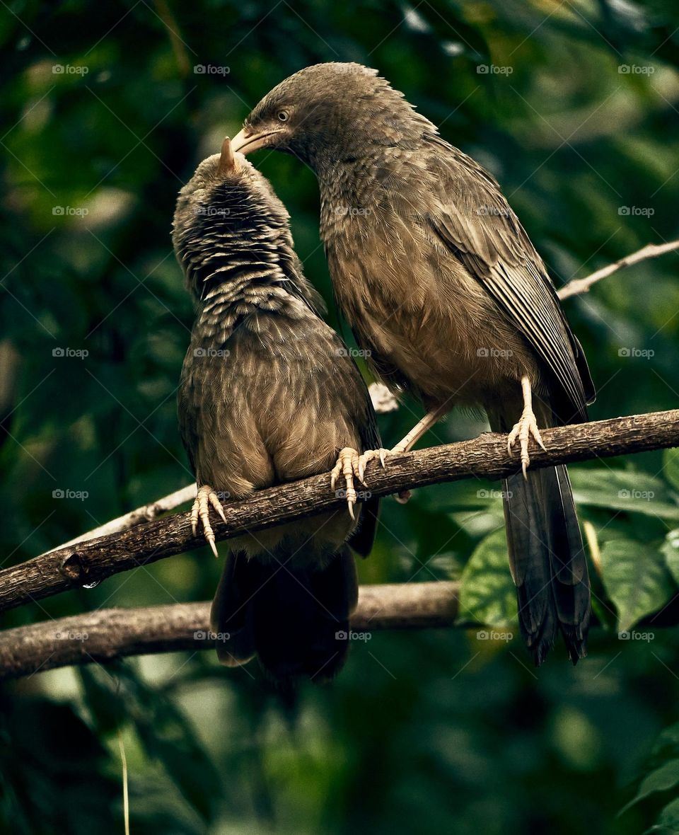 Bird perching behaviour 