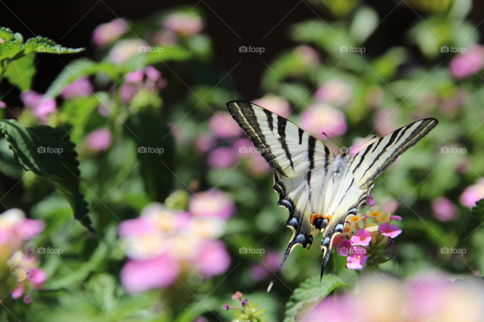 Colorful butterfly in nature