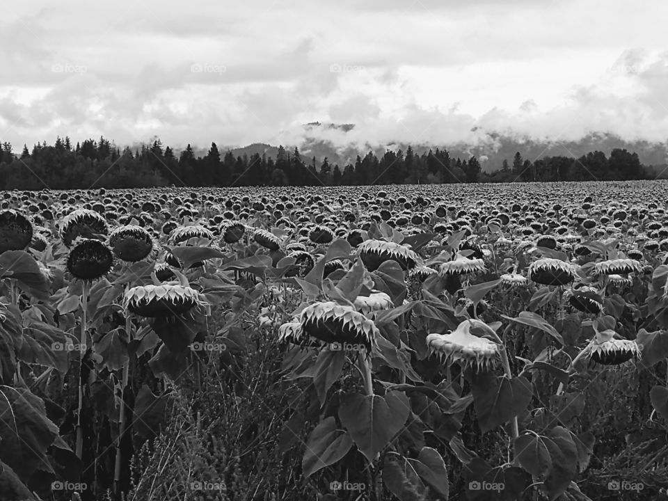 sunflower field