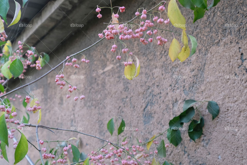 the fruit of winged spindle tree