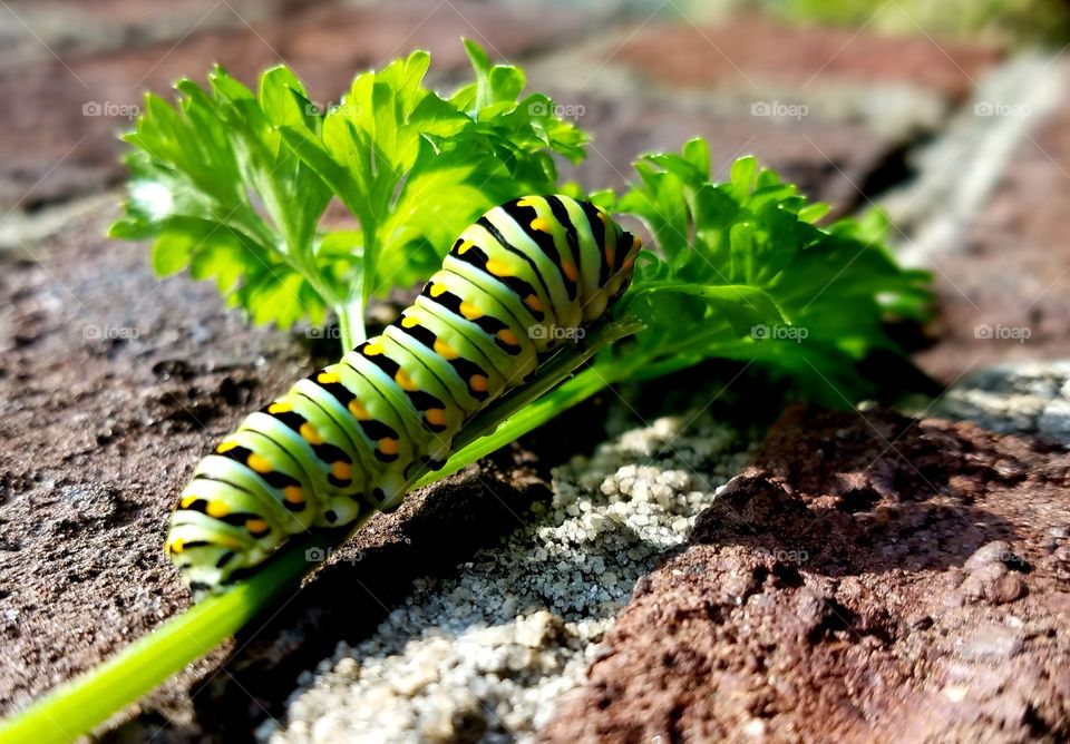 caterpillar eating parsley