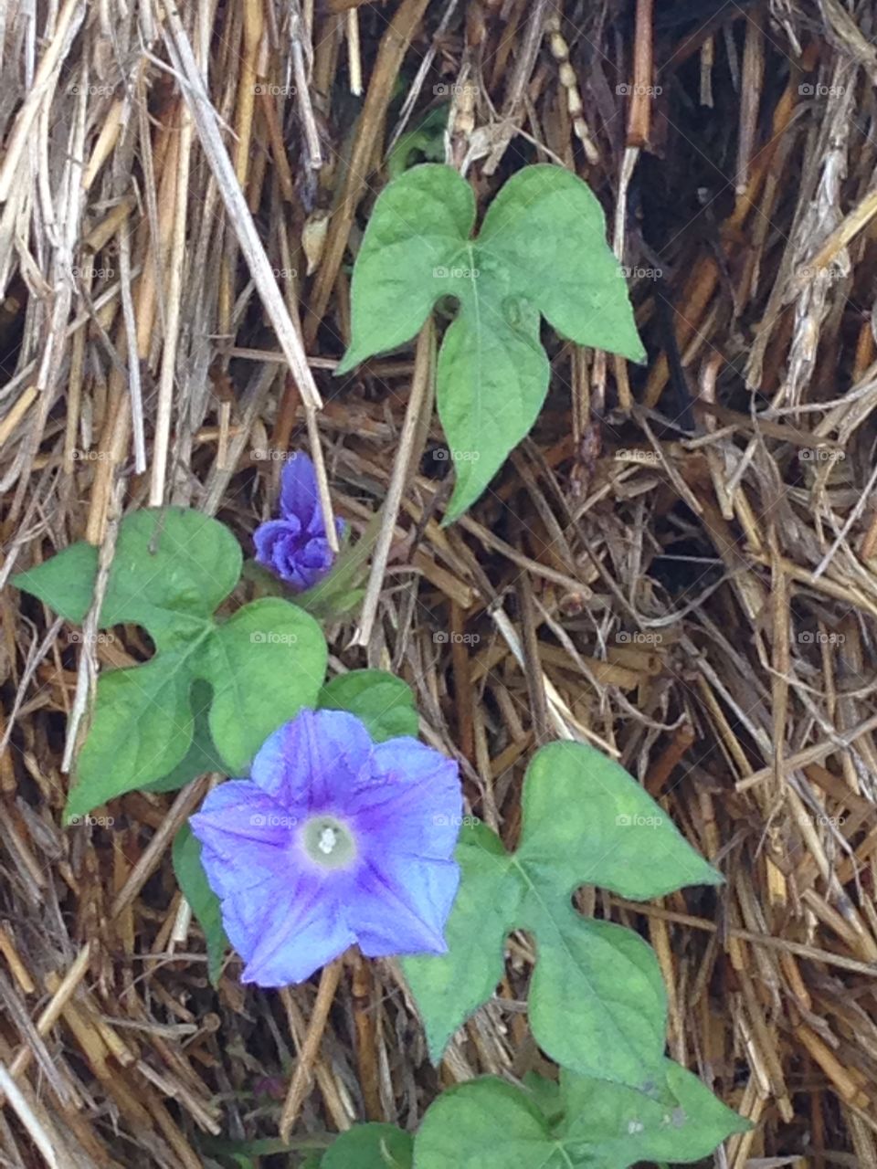 Purple wildflower on stalk