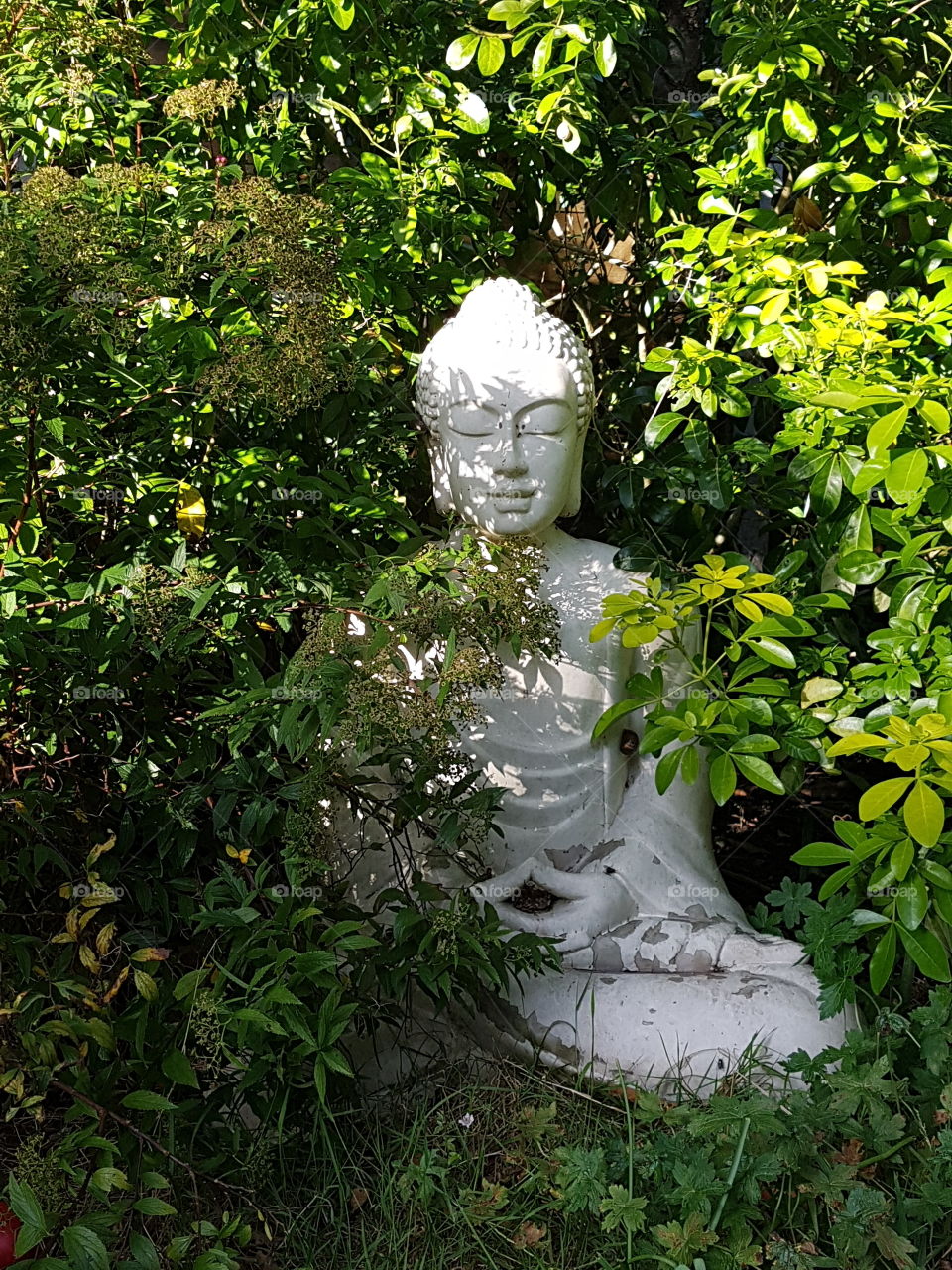 Budda statue amongst foliage